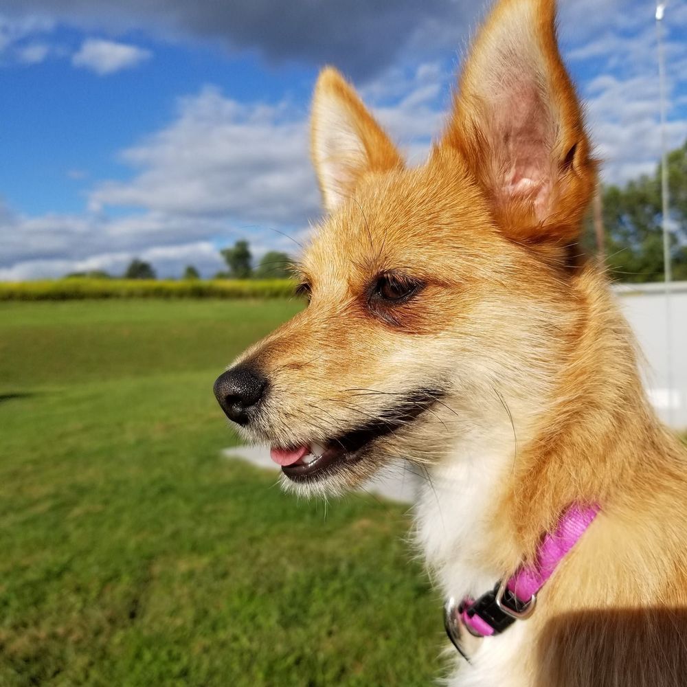 Meet your Posher, Heidi